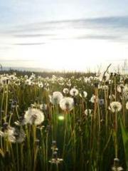 The Realm of the Dao