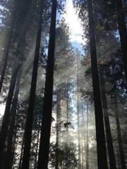 The Sovereign of the