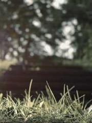 I have seven fairy g