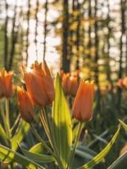 The Wife of My Heart