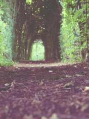 Bones-Eating Marriag