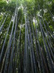 Spring fills Beijing